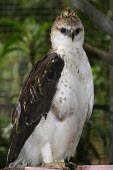 Flores hawk-eagle Critically Endangered,Falconiformes,Sub-tropical,Spizaetus,Asia,Terrestrial,floris,Carnivorous,Flying,Accipitridae,Tropical,Aves,IUCN Red List,Chordata,Forest,Animalia