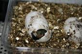 Yellow-margined box turtle hatching in captivity Hatching,Young,Reproduction,Eggs,Animalia,Geoemydidae,Aquatic,Endangered,Chordata,Testudines,Asia,Agricultural,Terrestrial,Reptilia,Omnivorous,Cuora,flavomarginata,IUCN Red List,Ponds and lakes,Fresh