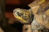 Indochinese box turtle, head detail Adult,Reptilia,Cuora,Appendix II,Forest,Bataguridae,Chordata,Asia,Critically Endangered,Terrestrial,Animalia,Testudines,Aquatic,galbinifrons,IUCN Red List