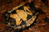 Keeled box turtle (ssp. obsti), ventral view Adult,Bataguridae,Chordata,Cuora,Omnivorous,Asia,Forest,Reptilia,Testudines,Appendix II,Animalia,mouhotii,Terrestrial,Endangered,IUCN Red List