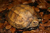 Keeled box turtle (ssp. obsti) Adult,Bataguridae,Chordata,Cuora,Omnivorous,Asia,Forest,Reptilia,Testudines,Appendix II,Animalia,mouhotii,Terrestrial,Endangered,IUCN Red List