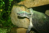 Asian yellow pond turtle Adult,Terrestrial,Animalia,Mauremys,Reptilia,Appendix II,Streams and rivers,mutica,Asia,Endangered,Aquatic,Ponds and lakes,Chordata,Geoemydidae,Omnivorous,Testudines,Fresh water,Wetlands,IUCN Red List
