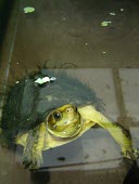 Captive yellow-headed box turtle at breeding centre Adult,Reptilia,CITES,Asia,Omnivorous,Animalia,Testudines,Geoemydidae,Terrestrial,Aquatic,Chordata,Critically Endangered,Appendix II,Fresh water,Cuora,IUCN Red List