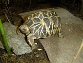 Burmese starred tortoise in captivity Adult,platynota,Omnivorous,Reptilia,Sub-tropical,Asia,Chordata,Terrestrial,Testudines,Testudinidae,Animalia,Geochelone,Critically Endangered,Appendix I,IUCN Red List