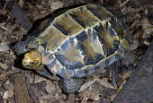 Impressed tortoise Adult,impressa,Testudinidae,Appendix II,Asia,Terrestrial,Herbivorous,Vulnerable,Chordata,Forest,Animalia,Testudines,Manouria,Mountains,Reptilia,IUCN Red List