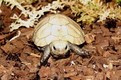 Captive bred elongated tortoise hatchling Young,Omnivorous,elongata,Testudines,Terrestrial,Indotestudo,Appendix II,Reptilia,Asia,Rainforest,Testudinidae,Endangered,Animalia,Chordata,IUCN Red List