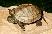 Chinese pond turtle hatchling, light phase Young,Appendix III,reevesii,Testudines,Streams and rivers,Asia,Mauremys,Reptilia,Animalia,Ponds and lakes,Geoemydidae,Chordata,Aquatic,Omnivorous,Endangered,Terrestrial,IUCN Red List