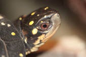 Spotted turtle, head detail Adult,Clemmys,Wetlands,Terrestrial,North America,guttata,Testudines,Omnivorous,Animalia,Chordata,Emydidae,Vulnerable,Aquatic,Reptilia,Streams and rivers,IUCN Red List,Endangered