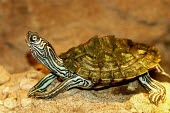 Cagle's map turtle, side view Adult,Reptilia,Terrestrial,Emydidae,Graptemys,Testudines,North America,Carnivorous,Aquatic,Animalia,caglei,Fresh water,Chordata,Vulnerable,IUCN Red List,Endangered