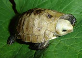 Elongated tortoise hatchling, one day old Young,Omnivorous,elongata,Testudines,Terrestrial,Indotestudo,Appendix II,Reptilia,Asia,Rainforest,Testudinidae,Endangered,Animalia,Chordata,IUCN Red List