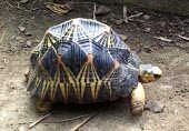 Radiated tortoise, showing pattern Adult,Terrestrial,Africa,Animalia,Astrochelys&nbsp;,Critically Endangered,Forest,Appendix I,Reptilia,Herbivorous,radiata,Testudinidae,Chordata,Testudines,IUCN Red List