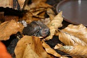 Keeled box turtle hatchling Young,Bataguridae,Chordata,Cuora,Omnivorous,Asia,Forest,Reptilia,Testudines,Appendix II,Animalia,mouhotii,Terrestrial,Endangered,IUCN Red List