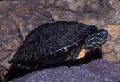 Red-necked pond turtle Adult,Terrestrial,Endangered,Geoemydidae,Chordata,Carnivorous,IUCN Red List,Fresh water,Testudines,Animalia,Omnivorous,Chinemys,Aquatic,nigricans,Asia,Reptilia,Ponds and lakes