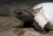 Wood turtle hatching Reproduction,Young,Hatching,Streams and rivers,Testudines,Forest,Aquatic,North America,Vulnerable,Terrestrial,Omnivorous,insculpta,Glyptemys,Reptilia,Appendix II,Animalia,Emydidae,Chordata,IUCN Red Li
