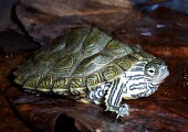 Cagle's map turtle Adult,Reptilia,Terrestrial,Emydidae,Graptemys,Testudines,North America,Carnivorous,Aquatic,Animalia,caglei,Fresh water,Chordata,Vulnerable,IUCN Red List,Endangered