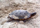 Nesting wood turtle Reproduction,Adult,Egg laying,Adult Female,Streams and rivers,Testudines,Forest,Aquatic,North America,Vulnerable,Terrestrial,Omnivorous,insculpta,Glyptemys,Reptilia,Appendix II,Animalia,Emydidae,Chord