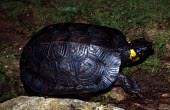 Bog turtle on ground Adult,Glyptemys,Emydidae,Chordata,Aquatic,Reptilia,Testudines,Animalia,muhlenbergii,Endangered,Omnivorous,Wetlands,Streams and rivers,Terrestrial,North America,Appendix I,IUCN Red List,Critically Enda