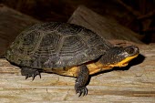 Blanding's turtle Adult,Aquatic,IUCN Red List,Ponds and lakes,North America,Emydoidea,Emydidae,Lower Risk,Chordata,Fresh water,Reptilia,Animalia,Near Threatened,Testudines,Terrestrial,Endangered