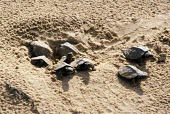 Wood turtle hatchlings emerging from nest Young,Hatching,Reproduction,Streams and rivers,Testudines,Forest,Aquatic,North America,Vulnerable,Terrestrial,Omnivorous,insculpta,Glyptemys,Reptilia,Appendix II,Animalia,Emydidae,Chordata,IUCN Red Li