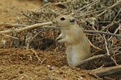 Fat sand rat near burrow Adult,Rats, Mice, Voles and Lemmings,Muridae,Chordates,Chordata,Mammalia,Mammals,Rodents,Rodentia,Asia,Psammomys,Africa,Desert,Omnivorous,Semi-desert,Sand-dune,Grassland,Least Concern,Terrestrial,Rock