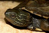 Close up of a Chinese pond turtle, dark phase Young,Appendix III,reevesii,Testudines,Streams and rivers,Asia,Mauremys,Reptilia,Animalia,Ponds and lakes,Geoemydidae,Chordata,Aquatic,Omnivorous,Endangered,Terrestrial,IUCN Red List