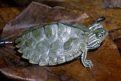Cagle's map turtle, dorsal view Adult,Reptilia,Terrestrial,Emydidae,Graptemys,Testudines,North America,Carnivorous,Aquatic,Animalia,caglei,Fresh water,Chordata,Vulnerable,IUCN Red List,Endangered