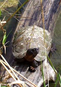 Wood turtle on log Adult,Habitat,Species in habitat shot,Streams and rivers,Testudines,Forest,Aquatic,North America,Vulnerable,Terrestrial,Omnivorous,insculpta,Glyptemys,Reptilia,Appendix II,Animalia,Emydidae,Chordata,I