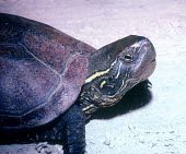 Chinese pond turtle Adult,Appendix III,reevesii,Testudines,Streams and rivers,Asia,Mauremys,Reptilia,Animalia,Ponds and lakes,Geoemydidae,Chordata,Aquatic,Omnivorous,Endangered,Terrestrial,IUCN Red List