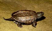 Chinese pond turtle, dark phase Young,Appendix III,reevesii,Testudines,Streams and rivers,Asia,Mauremys,Reptilia,Animalia,Ponds and lakes,Geoemydidae,Chordata,Aquatic,Omnivorous,Endangered,Terrestrial,IUCN Red List