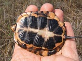 Spotted turtle in hand, ventral view Adult,Clemmys,Wetlands,Terrestrial,North America,guttata,Testudines,Omnivorous,Animalia,Chordata,Emydidae,Vulnerable,Aquatic,Reptilia,Streams and rivers,IUCN Red List,Endangered