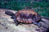 Keeled box turtle on log Adult,Bataguridae,Chordata,Cuora,Omnivorous,Asia,Forest,Reptilia,Testudines,Appendix II,Animalia,mouhotii,Terrestrial,Endangered,IUCN Red List