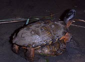 Wood turtles mating Mating or Reproductive Act,Adult Female,Adult,Adult Male,Reproduction,Streams and rivers,Testudines,Forest,Aquatic,North America,Vulnerable,Terrestrial,Omnivorous,insculpta,Glyptemys,Reptilia,Appendix