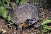 Wood turtle, front view Adult,Streams and rivers,Testudines,Forest,Aquatic,North America,Vulnerable,Terrestrial,Omnivorous,insculpta,Glyptemys,Reptilia,Appendix II,Animalia,Emydidae,Chordata,IUCN Red List,Endangered