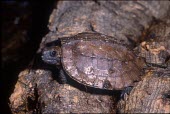 Hatchling keeled box turtle Young,Bataguridae,Chordata,Cuora,Omnivorous,Asia,Forest,Reptilia,Testudines,Appendix II,Animalia,mouhotii,Terrestrial,Endangered,IUCN Red List