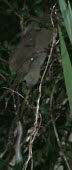 Dinagat bushy-tailed cloud rat showing tail Milada Rehkov / The Tarsius Project Adult,Chordates,Chordata,Mammalia,Mammals,Rodents,Rodentia,Rats, Mice, Voles and Lemmings,Muridae,Sub-tropical,Asia,Tropical,IUCN Red List,Forest,Critically Endangered,Crateromys,Animalia,Arboreal,Terrestrial