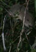 Dinagat bushy-tailed cloud rat Adult,Chordates,Chordata,Mammalia,Mammals,Rodents,Rodentia,Rats, Mice, Voles and Lemmings,Muridae,Sub-tropical,Asia,Tropical,IUCN Red List,Forest,Critically Endangered,Crateromys,Animalia,Arboreal,Ter