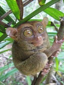 Philippine tarsier clinging to branch Adult,Primates,Mammalia,Mammals,Chordates,Chordata,Tarsiidae,Tarsier,syrichta,Carnivorous,Tarsius,Tropical,Animalia,Near Threatened,Arboreal,Grassland,Asia,IUCN Red List
