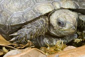Asian tortoise, head detail Adult,emys,Chordata,Rainforest,Endangered,Omnivorous,Terrestrial,Testudinidae,Animalia,Appendix II,Manouria,Testudines,Reptilia,Broadleaved,Asia,IUCN Red List