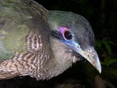 Close up of a Sumatran ground-cuckoo Adult,Cuculidae,Asia,viridis,Chordata,Omnivorous,Critically Endangered,Carpococcyx,Tropical,Cuculiformes,Terrestrial,Aves,Sub-tropical,Animalia,IUCN Red List