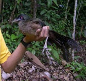 Sumatran ground-cuckoo, held by biologist Adult,Cuculidae,Asia,viridis,Chordata,Omnivorous,Critically Endangered,Carpococcyx,Tropical,Cuculiformes,Terrestrial,Aves,Sub-tropical,Animalia,IUCN Red List