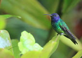Golden-tailed sapphire hummingbird Animalia,Chordata,Aves,Caprimulgiformes,Trochilidae,hummingbird,perched,negative space,blue,green,colourful,eye,Colibri Cola de Oro