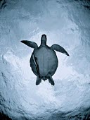 View of turtle swimming from underneath turtle,sea turtle,underneath,swimming,black and white,remora,fish,undersea,underwater,marine