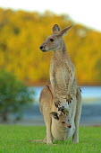 Eastern grey kangaroo with joey Bret Charman adult,young,joey,pouch,parent,adult female,mother,grass,Kangaroos and Wallabies,Macropodidae,Chordates,Chordata,Diprotodontia,Kangaroos, Wallabies,Mammalia,Mammals,Macropus,Terrestrial,Agricultural,Herbivorous,Australia,Temperate,Least Concern,giganteus,Sub-tropical,Animalia,Scrub,IUCN Red List