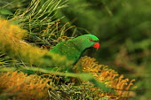 Scaly-breasted lorikeet Animalia,Chordata,Aves,Psittaciformes,Psittacidae,lorikeet,bright,bright green,bright red,eye,negative space