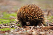 Short-beaked echidna adult,spines,protection,long nose,defence,leaf litter,walking,Mammalia,Mammals,Echidnas,Tachyglossidae,Monotremata,Platypus and Echidnas,Chordates,Chordata,Animalia,aculeatus,Tachyglossus,Least Concer