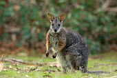 Tammar wallaby adult,alert,big ears,negative space