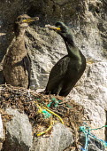 Plastic marine litter is often used as nesting material by seabirds. There is a risk of entanglement for chicks and adults. birds,norway,coast,july,nordland,marine debris,marine litter,pollution,fishing rope,threat,nesting,adult,chick,nest,Aves,Birds,Chordates,Chordata,Phalacrocoracidae,Cormorants,Ciconiiformes,Herons Ibis