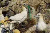 Adult gannet with a piece of rope stuck to her beak, but she was still able to fish and feed her chick. nature,trash,july,environment,nordland,environmental issues,marine litter,adult,chick,nest,feeding chick,colony,breeding colony,cliff,green rope,pollution,marine pollution,conservation issue,Aves,Bird