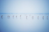 Greater flamingoes at lake water,lake,blue,serene,adults,group,walking,reflections,Ciconiiformes,Herons Ibises Storks and Vultures,Chordates,Chordata,Phoenicopteridae,Flamingos,Aves,Birds,Asia,Africa,Flying,Europe,Terrestrial,P