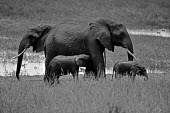 African elephant family group at water water,habitat,adult,young,mud,bathing,protection,wetlands,black and white,texture,skin,grass,shallow focus,Elephants,Elephantidae,Chordates,Chordata,Elephants, Mammoths, Mastodons,Proboscidea,Mammalia
